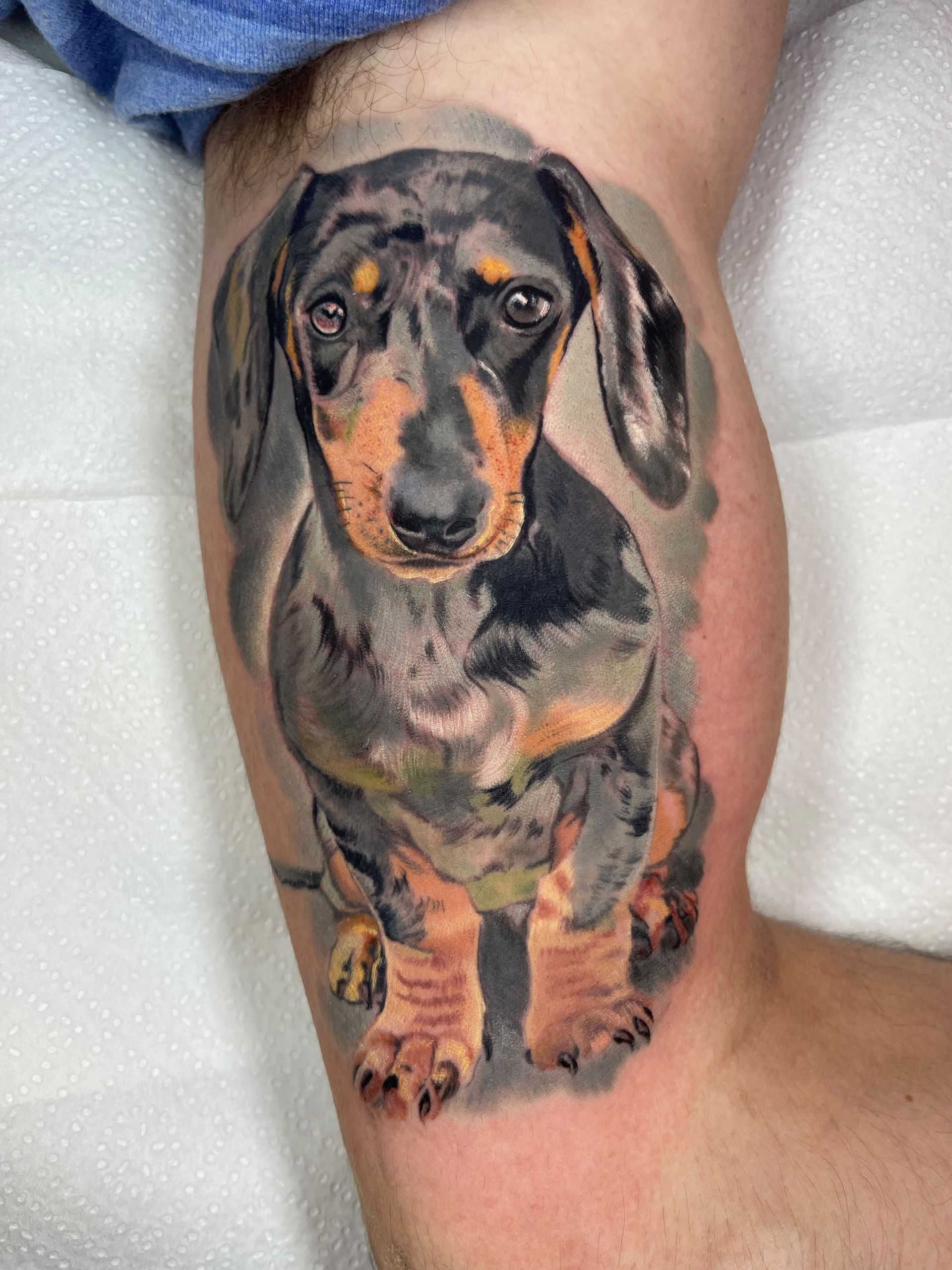 Pequeño tatuaje de un perro salchicha negro y marrón en la pantorrilla de una persona, mostrado en primer plano.