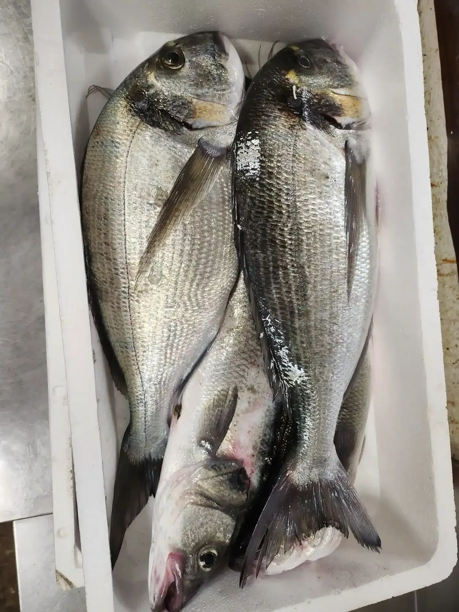 Tres peces plateados enteros apilados en una caja de espuma blanca sobre hielo.