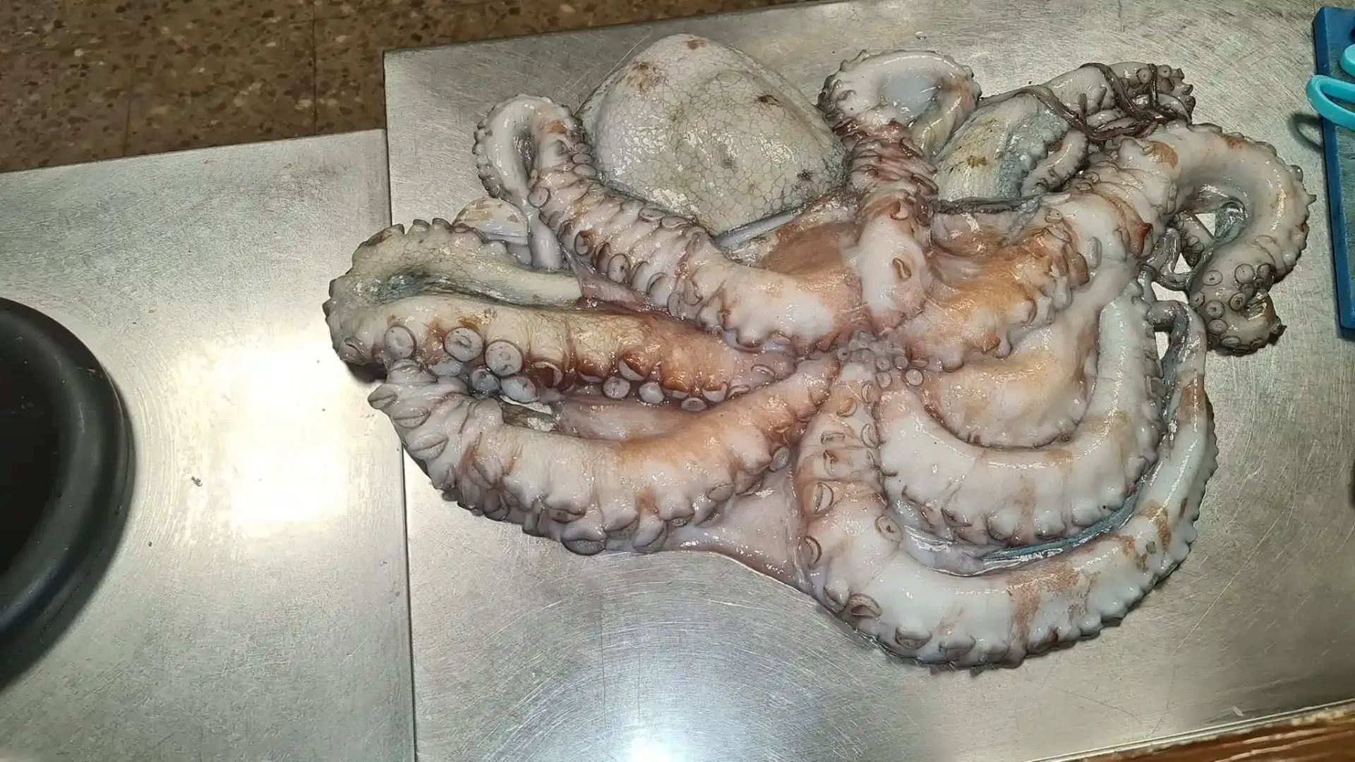 Un pulpo cocido con los tentáculos rizados sobre una bandeja de metal.