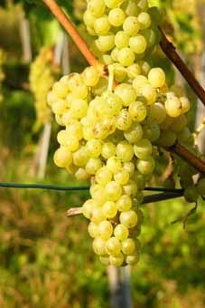 Riesling Silvaner Auer Reben GmbH