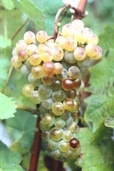 Arvine Auer Reben GmbH