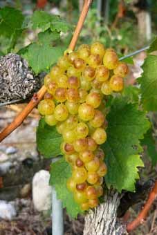 Muscat du Valais Auer Reben GmbH