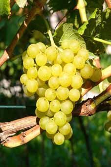 Muscat Olivér Auer Reben GmbH