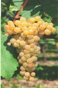 Doral Auer Reben GmbH