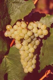 Charmont Auer Reben GmbH