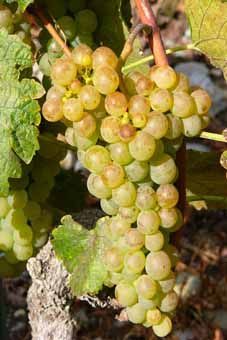 Chasselas Auer Reben GmbH