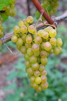 Chardonnay Auer Reben GmbH