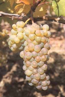 Aligoté Auer Reben GmbH