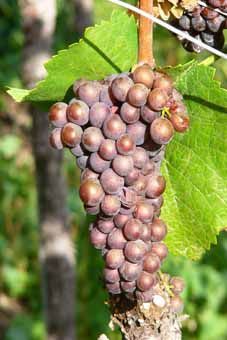 Pinot gris Auer Reben GmbH