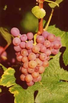 Gewürztraminer Auer Reben GmbH