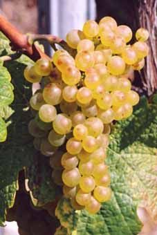 Heida Païen Auer Reben GmbH