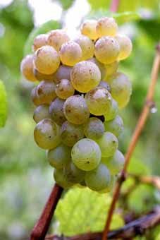 Räuschling Auer Reben GmbH