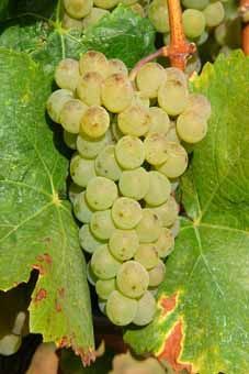 Silvaner Auer Reben GmbH