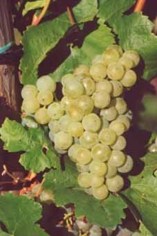 Scheurebe Auer Reben GmbH