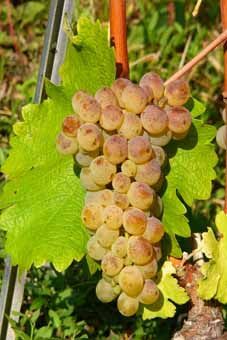 Sauvignon blanc Auer Reben GmbH