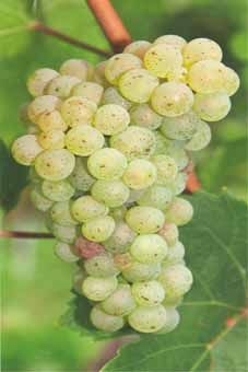 Rheinriesling Auer Reben GmbH