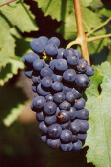 Garanoir Auer Reben GmbH