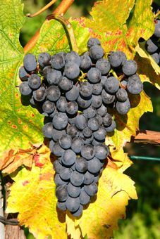 Gamaret Auer Reben GmbH