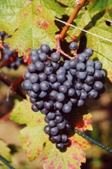 Dornfelder Auer Reben GmbH