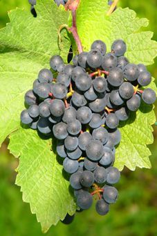 Cabernet Dorsa Auer Reben GmbH