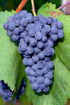 Diolinoir Auer Reben GmbH