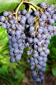 Merlot Auer Reben GmbH