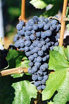 Cabernet sauvignon Auer Reben GmbH