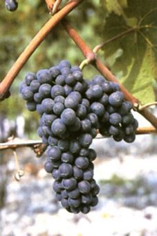 Carminoir Auer Reben GmbH