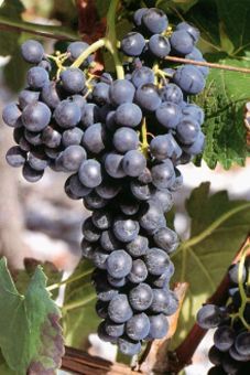 Syrah Auer Reben GmbH