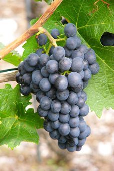 Humagne rouge Auer Reben GmbH