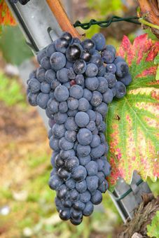 Cornalin Auer Reben GmbH