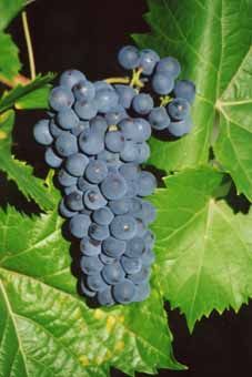 Léon Millot Auer Reben GmbH