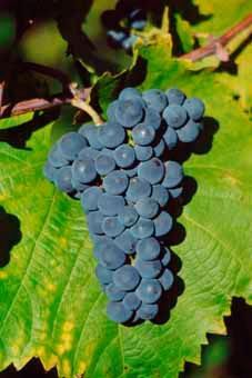 Maréchal Foch Auer Reben GmbH