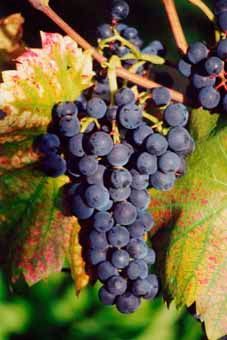 Auer Reben GmbH Regent