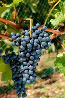 Divico Auer Reben GmbH