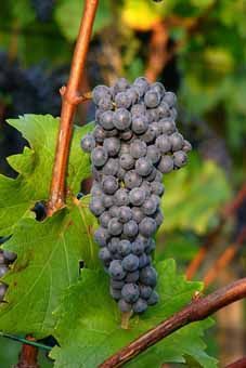 Cabernet Jura VB (S.) Auer Reben GmbH