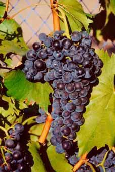 Chambourcin Auer Reben GmbH