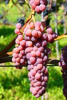 Souvignier gris Auer Reben GmbH