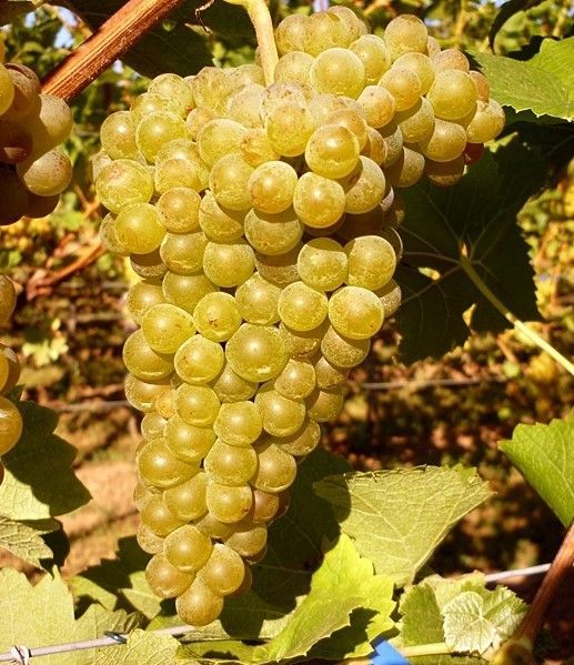 Solaris (Sortenschutz) Auer Reben GmbH