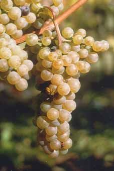 Seyval blanc Auer Reben GmbH