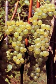 Bianca Auer Reben GmbH