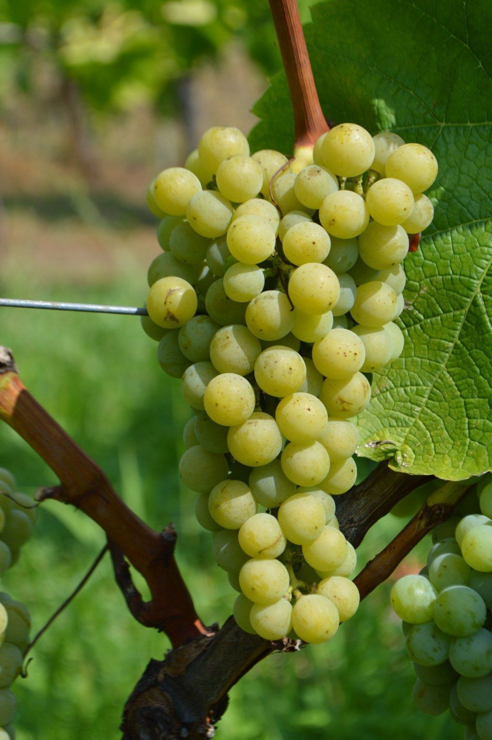 Muscaris Auer Reben GmbH