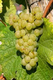 Johanniter Auer Reben GmbH