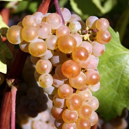 Sauvignon Soyhéres Auer Reben GmbH