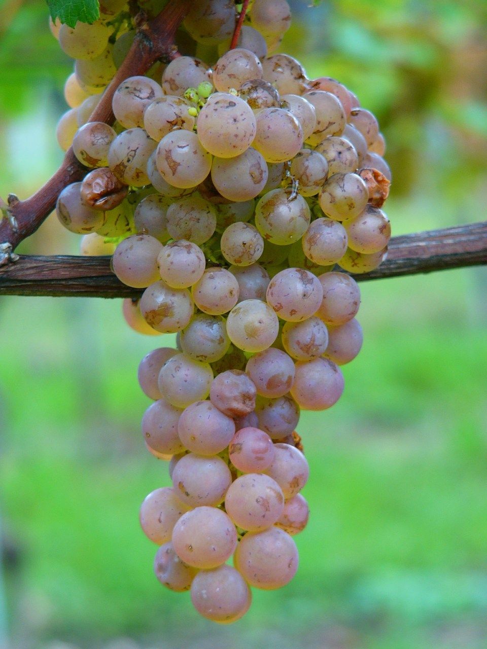 Sauvignac Auer Reben GmbH