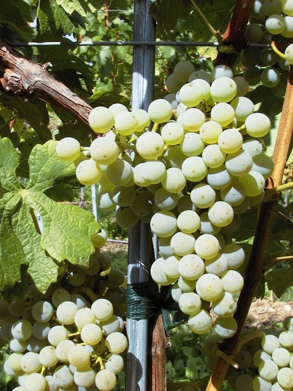 Cabernet Blanc Auer Reben GmbH