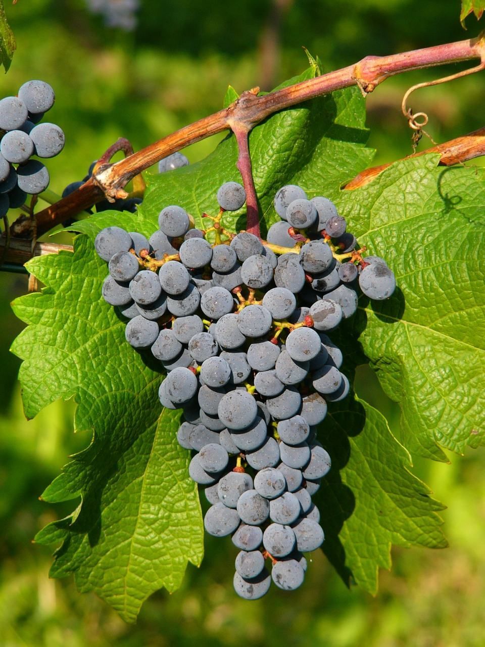 Cabernet Cortis Auer Reben GmbH