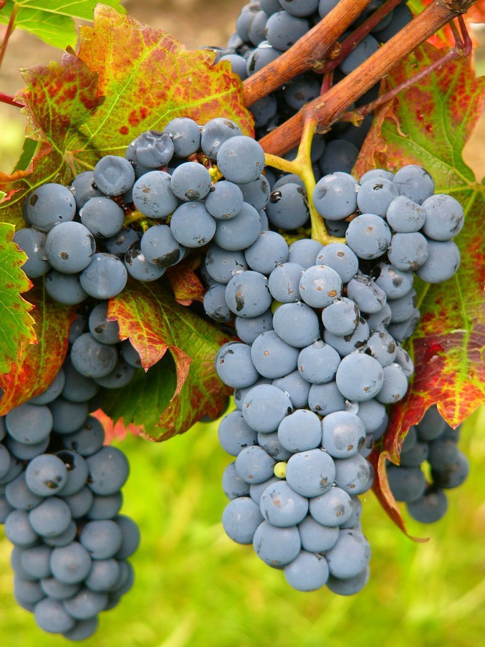 VB: Cal. 1-28 Auer Reben GmbH