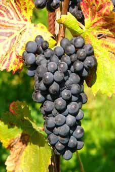 Klon 2/45 ACW FAW 1 Auer Reben GmbH