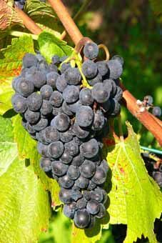 Klon Auer A.15.22.  lockerbeerig Auer Reben GmbH